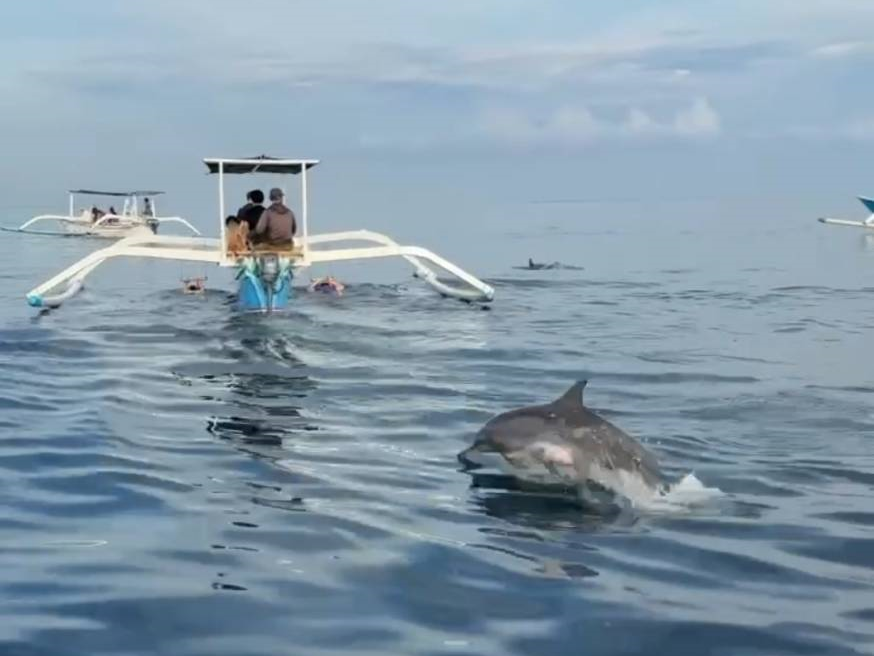 日出追海豚+浮潛